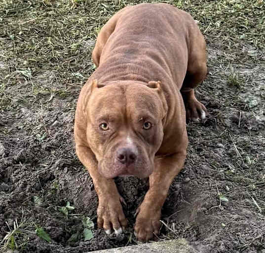 Photo of Whiskey