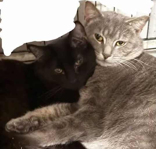 Photo of Joseph&Smokie