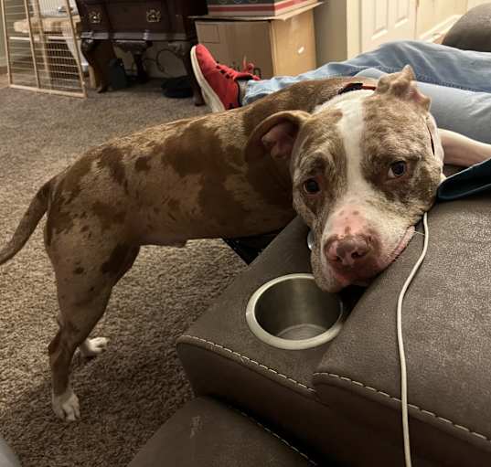 Photo of Angus