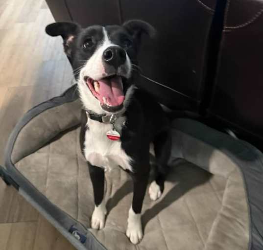 Photo of Pepper