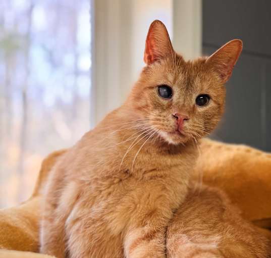 Photo of Mango