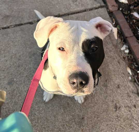 Photo of Ruby