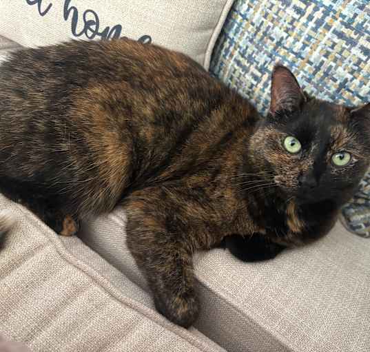 Photo of Snuggly Stormi