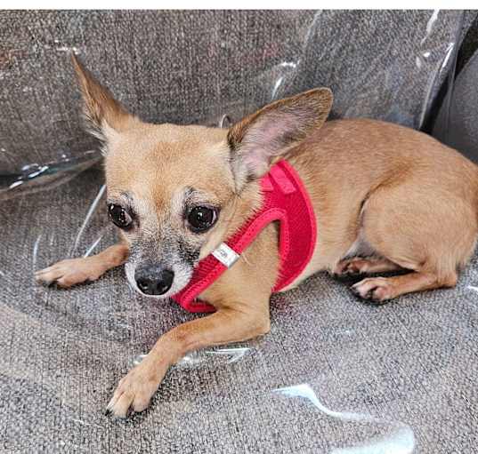 Photo of Sweetie Pie