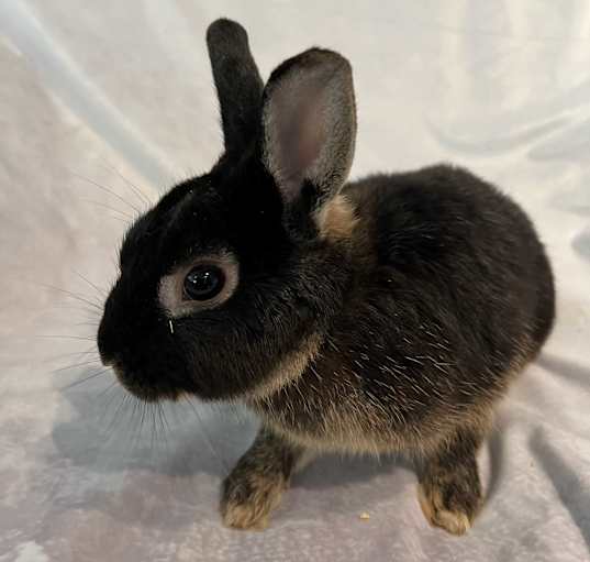 Photo of Mellow