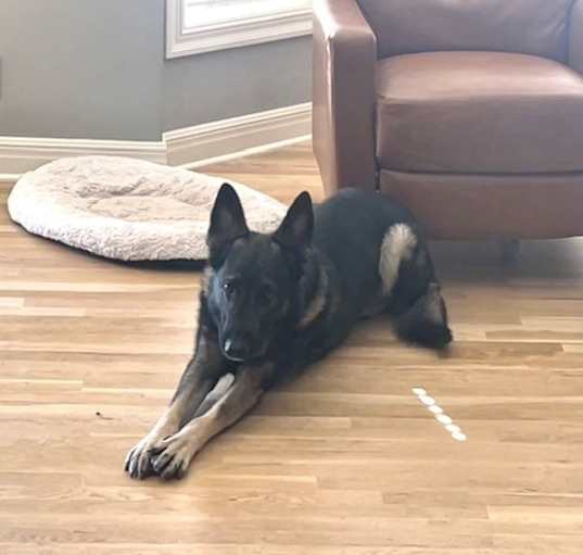 Photo of Bo