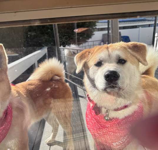 Photo of Japanese Akita Inu Mix’s