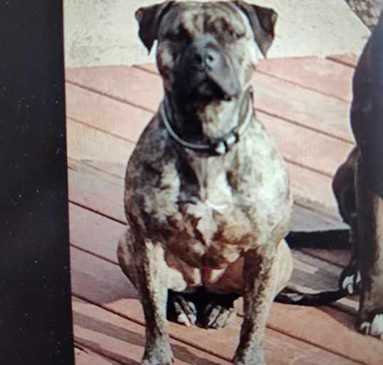 Photo of Mocha
