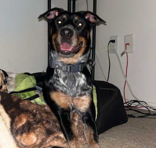 Photo of Roxy