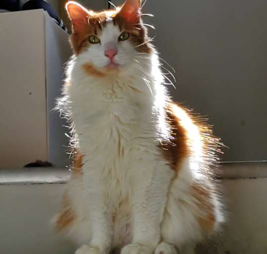 Photo of Tommy