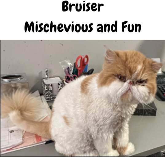 Photo of Bruiser