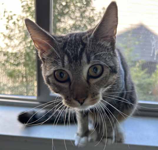 Photo of Mittens/ Mr meow