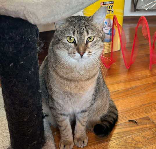Photo of Scout