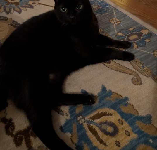Photo of Nyx