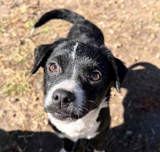 Photo of Domino