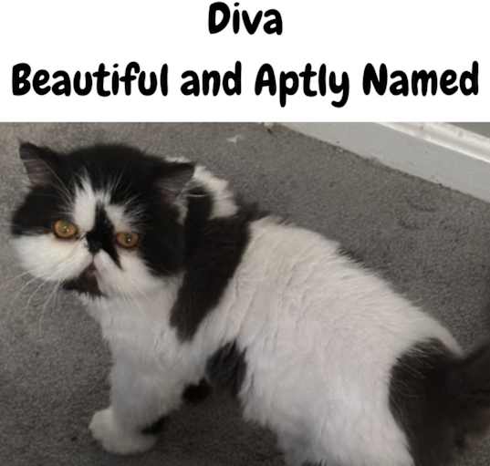 Photo of Diva
