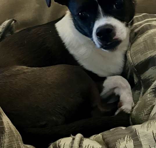 Photo of TESS