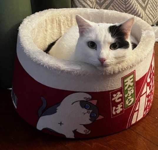 Photo of Moo
