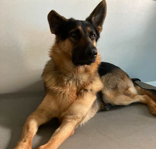 Photo of Harley