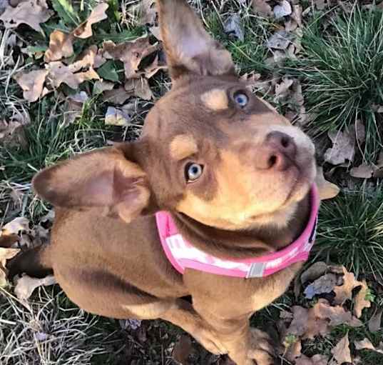 Photo of Daisy