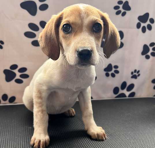 Photo of Peanut
