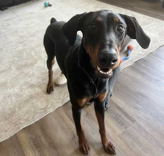 Photo of Riley