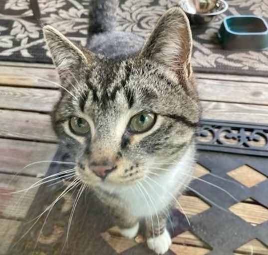 Photo of Buddy (unknown name)