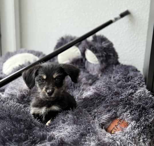 Photo of Little M