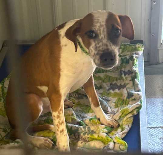 Photo of Shaggy