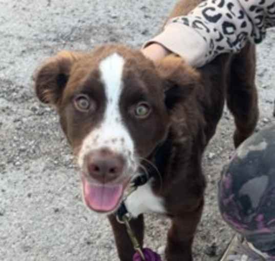 Photo of Chase (NY-Shari) *Batavia NY*