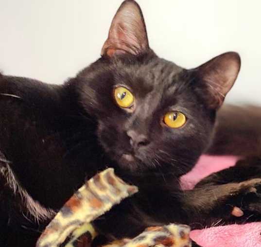Photo of Goliath
