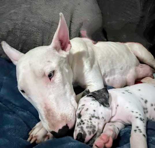 Photo of Cindy's Pups