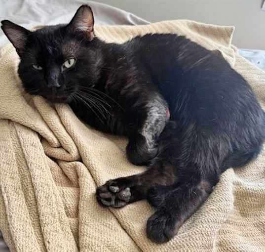 Photo of MOW MOW