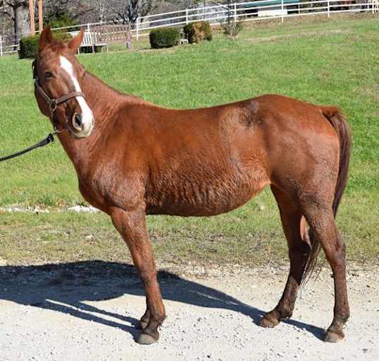 Photo of HAZEL
