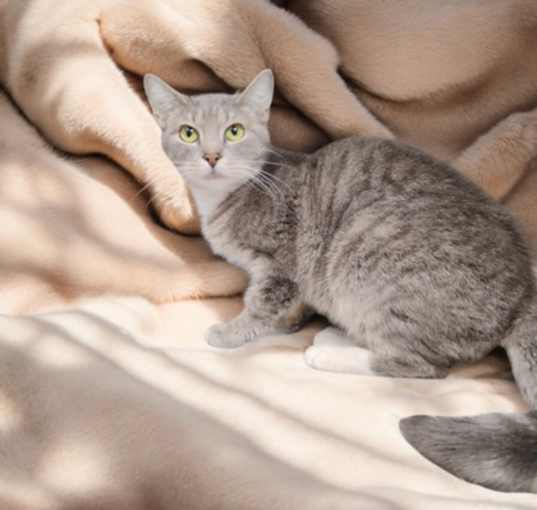 Photo of Jellybean