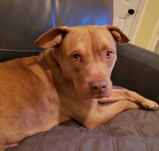 Photo of Mazie