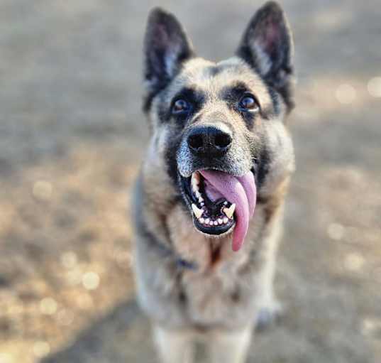Photo of Bear