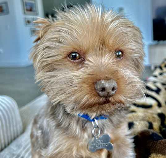 Photo of Riley