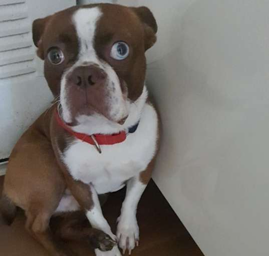 Photo of Blue