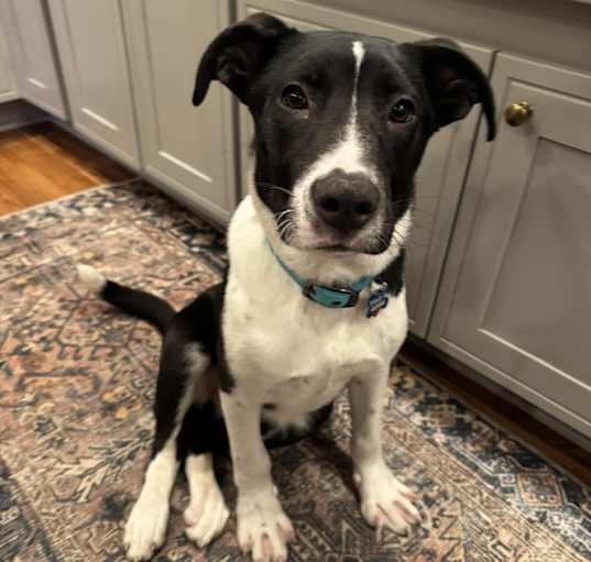 Photo of Sage