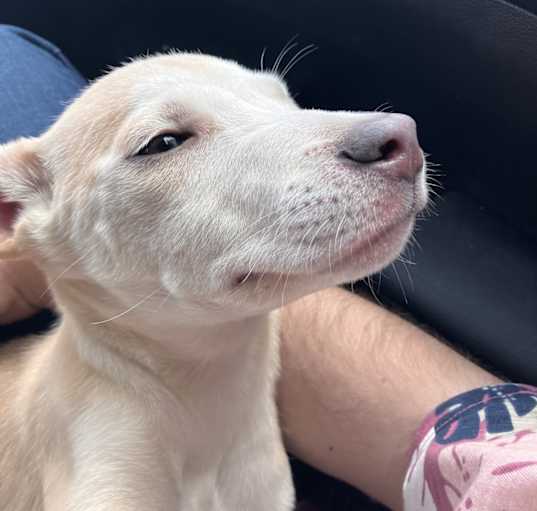 Photo of Blondie