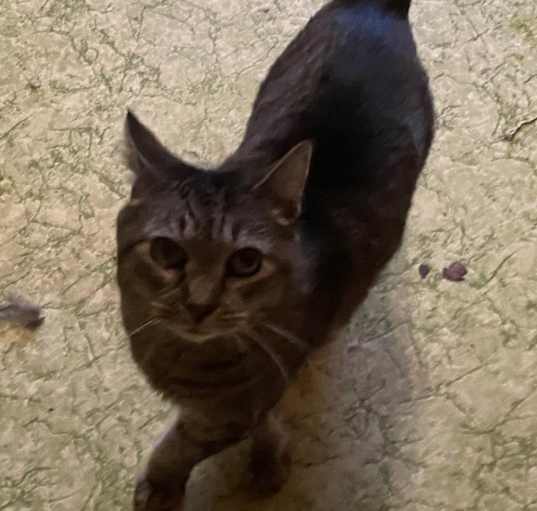 Photo of Pixie