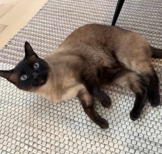 Photo of Ollie