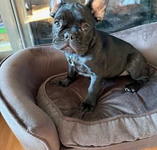 Photo of Claude