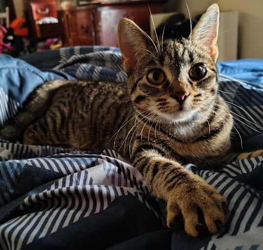 Photo of Cookie