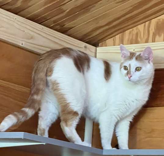Photo of Stripe