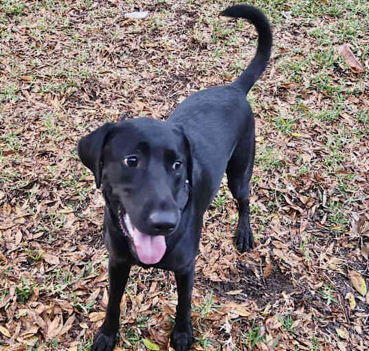 Photo of Charlie (loving playful lab)
