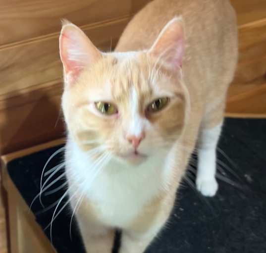Photo of Shiloh