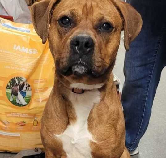 Photo of Pumba
