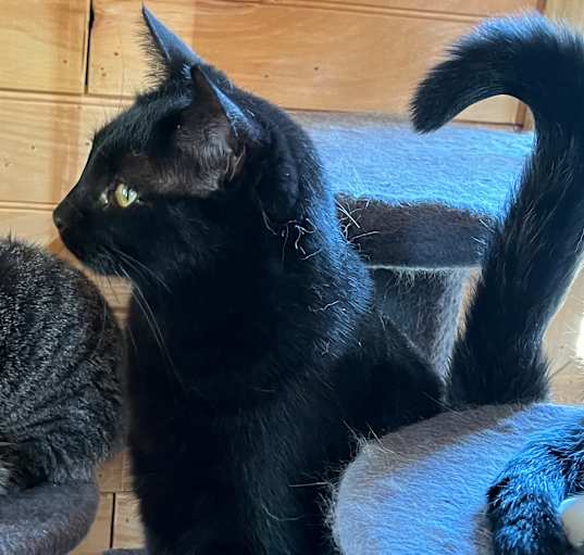 Photo of Cobalt